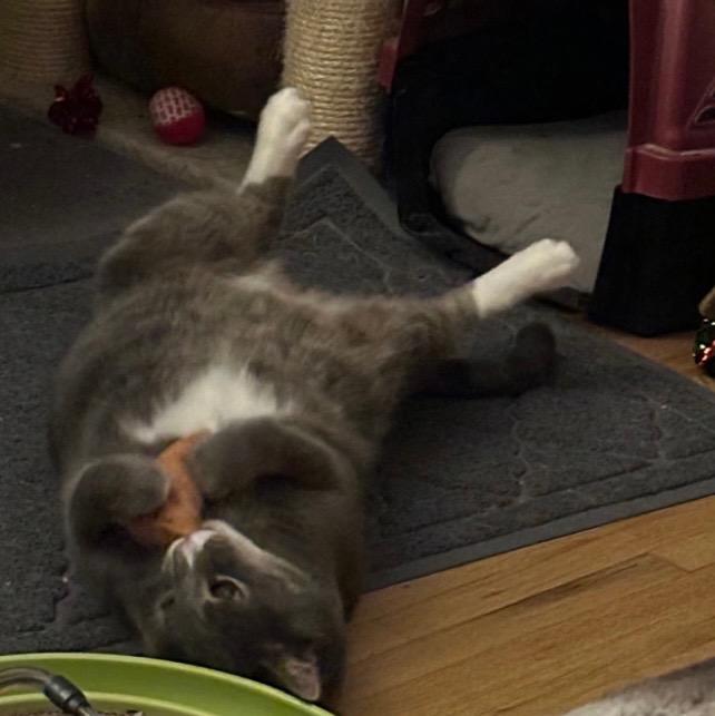 Enlarge Nugget, a Adoptable mixed breed in Ewing, NJ image 3/3