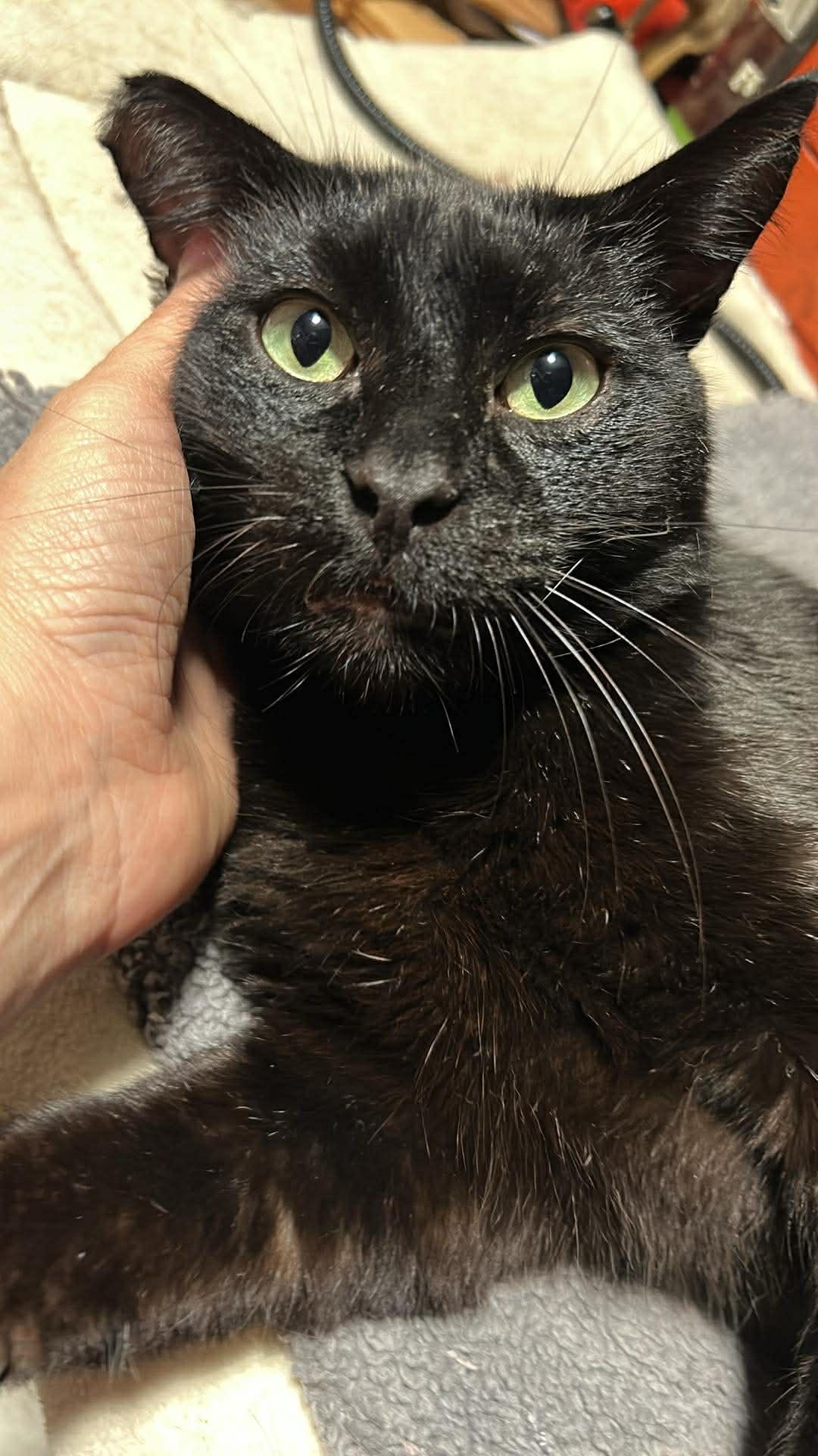Nero, a Adoptable Domestic Short Hair in Sherman Oaks, CA image 5/6