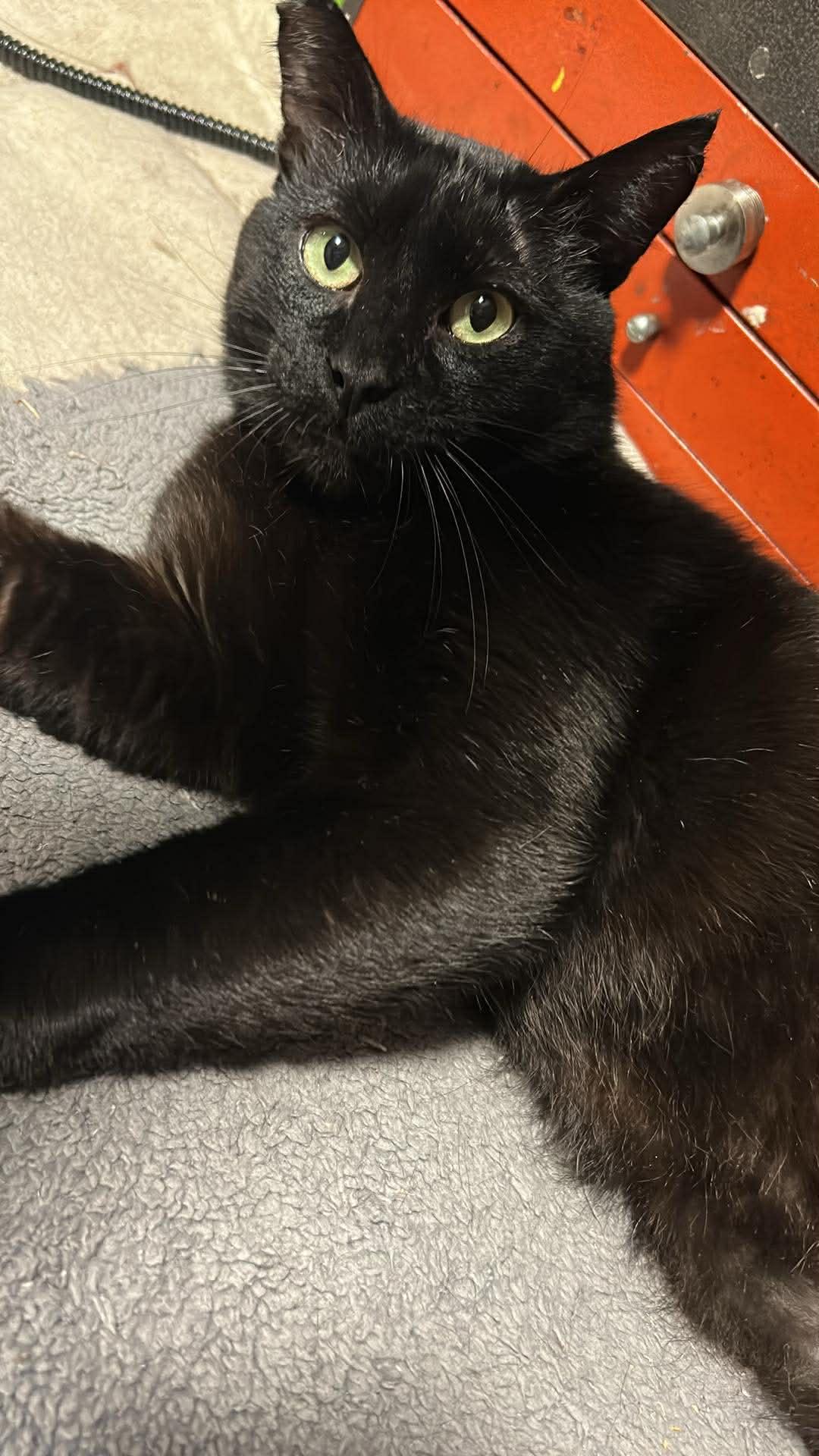 Nero, a Adoptable Domestic Short Hair in Sherman Oaks, CA image 3/6
