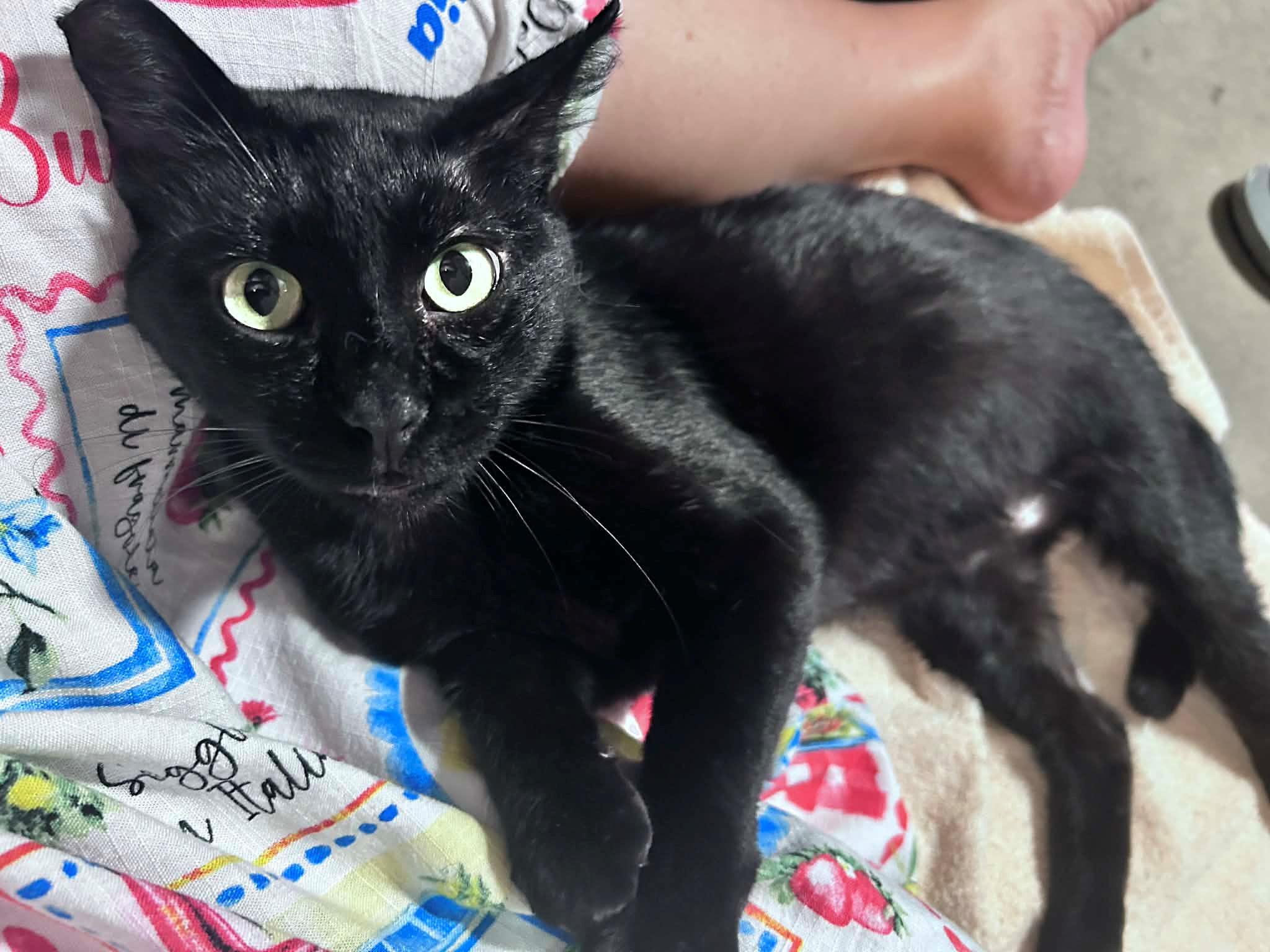 Nero, a Adoptable Domestic Short Hair in Sherman Oaks, CA image 4/6