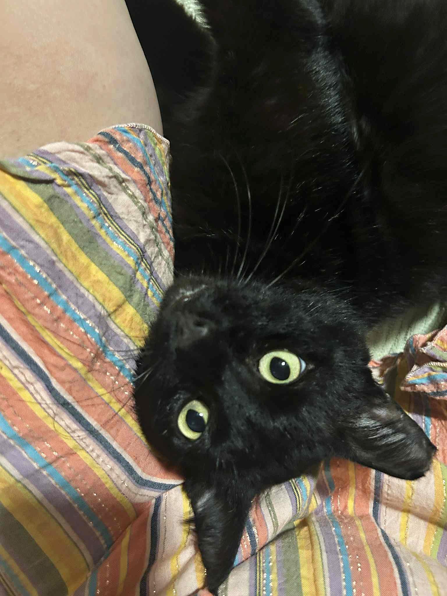 Nero, a Adoptable Domestic Short Hair in Sherman Oaks, CA image 1/6