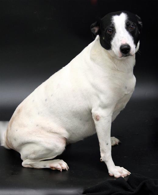 LILLY, Adoptable, Adult Female Basenji & Mixed Breed.