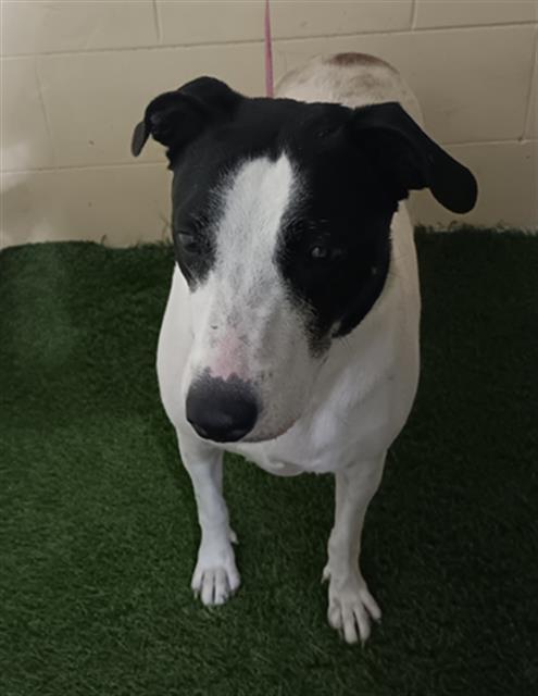 LILLY, Adoptable, Adult Female Basenji & Mixed Breed.