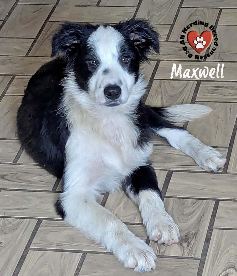 Maxwell, Baby Male unknown