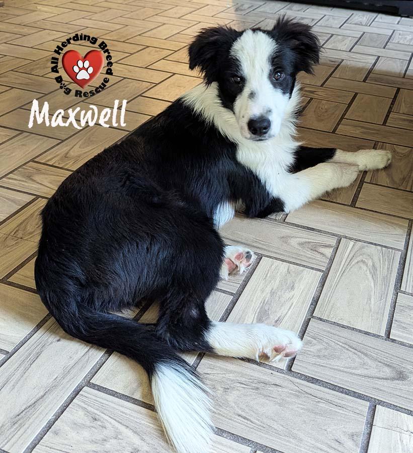 Maxwell photo 5