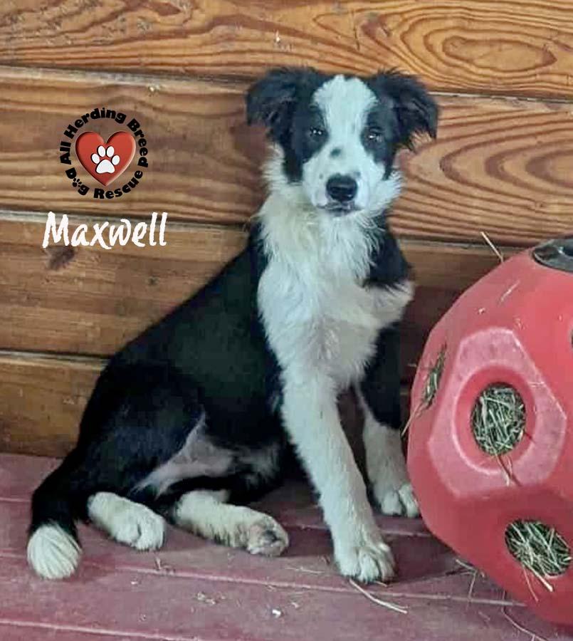 Maxwell photo 2