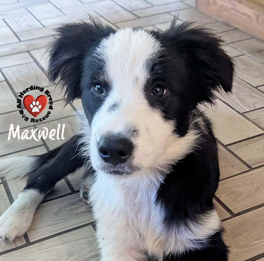 Maxwell photo 4
