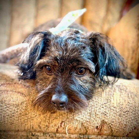 Enlarge Bentley, an adopted mixed breed in Spanaway, WA image 2/3