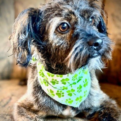 Enlarge Bentley, an adopted mixed breed in Spanaway, WA image 3/3