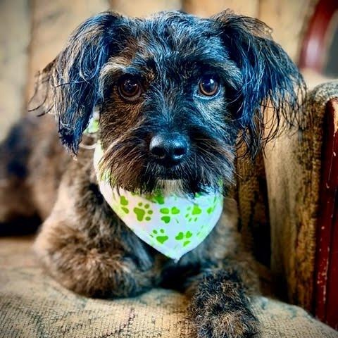 Bentley, adopted, Young Male Miniature Poodle.