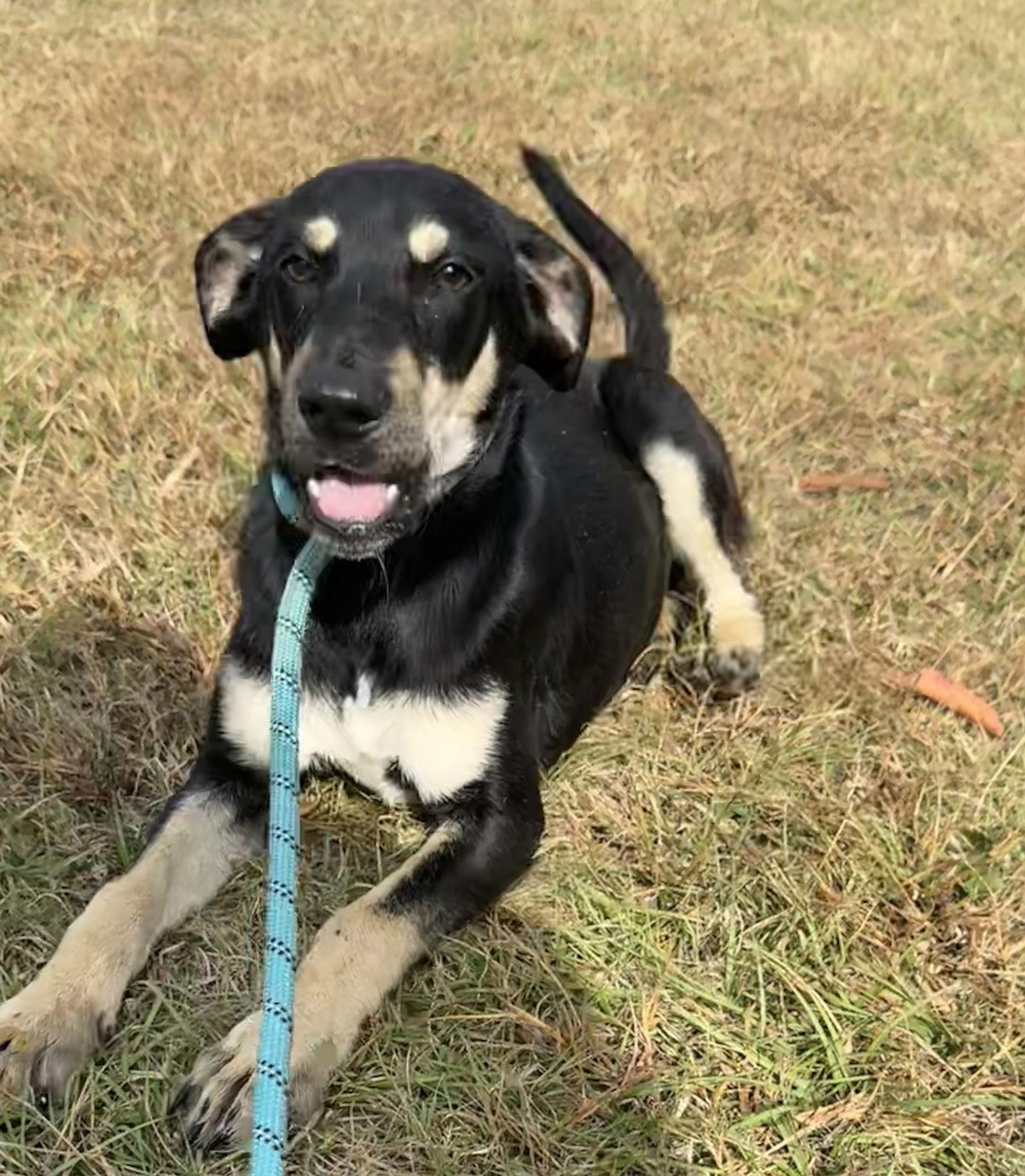 Chong, a Adoptable Shepherd in Tarrytown, GA image 1/3