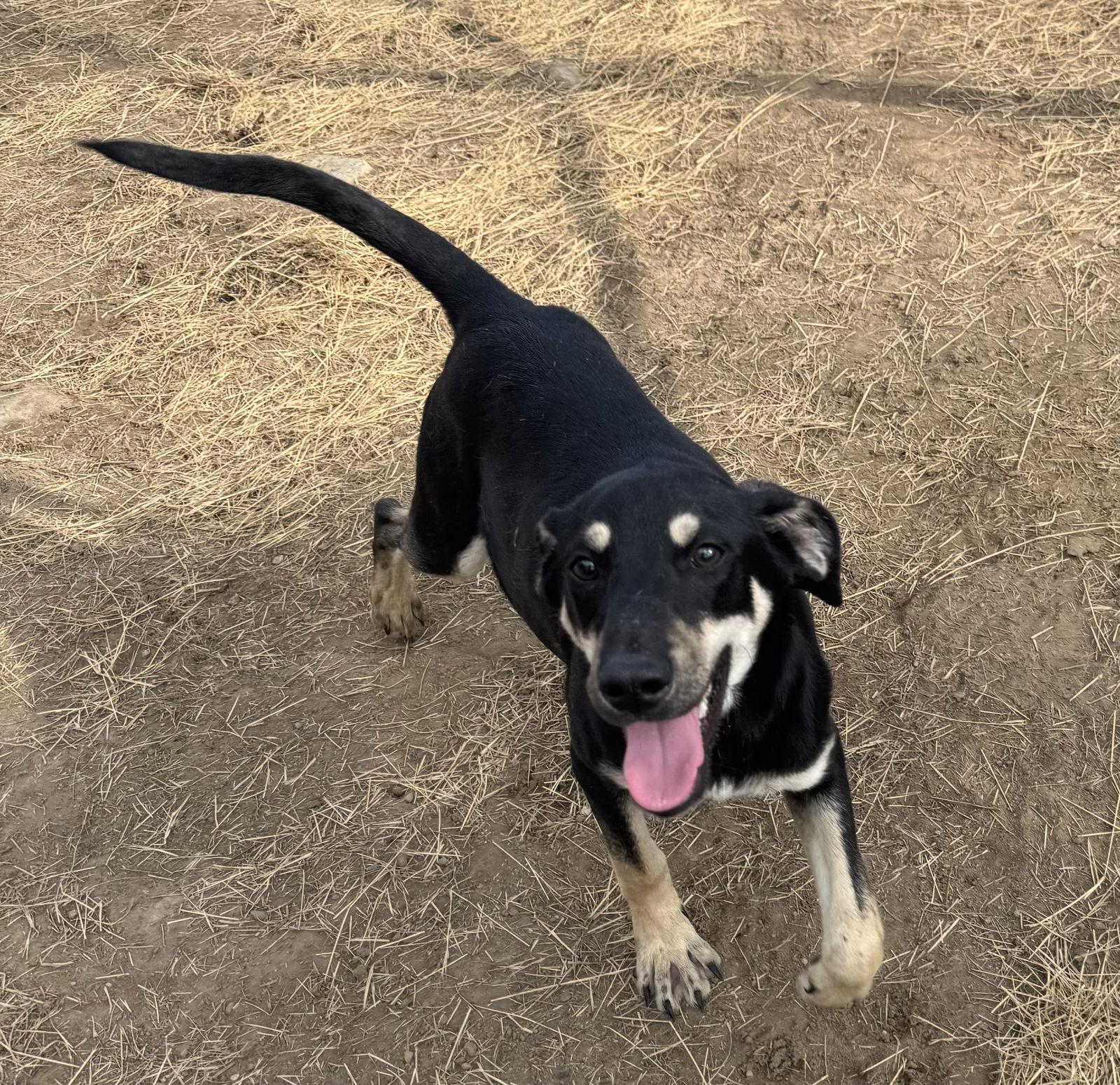 Chong, Adoptable, Young Male Shepherd.