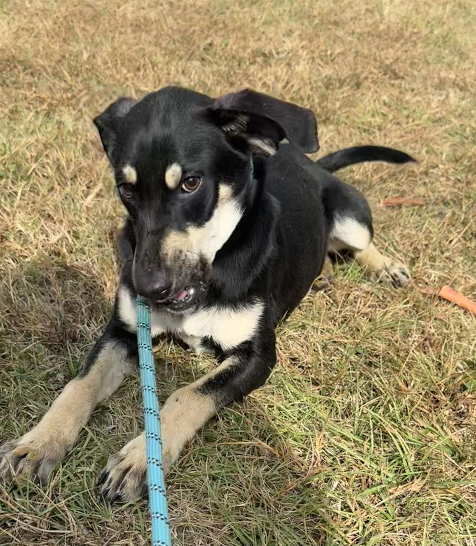 Chong, a Adoptable Shepherd in Tarrytown, GA image 3/3