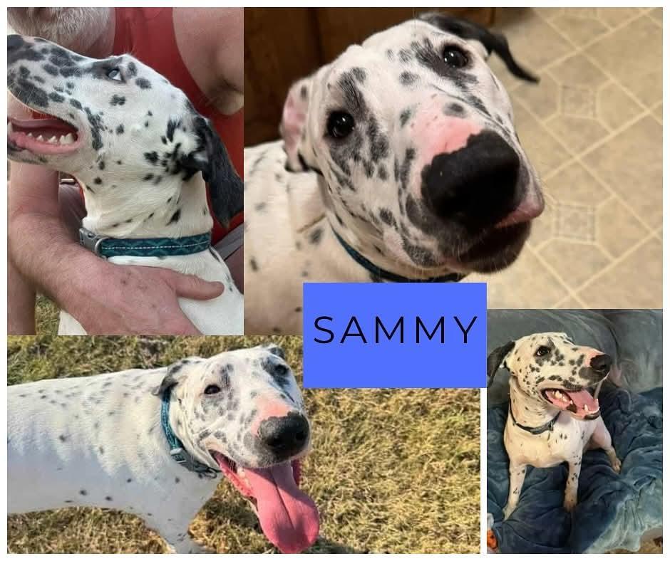 Enlarge Cindy's Pup SAMMY, a Adoptable mixed breed in Dallas, TX image 1/1