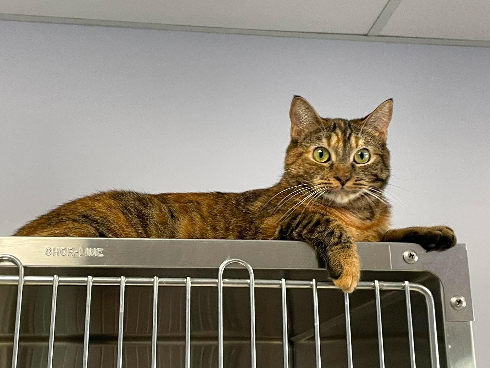 Enlarge Monarch and Autumn, a ADOPTABLE Domestic Short Hair in Medford, OR image 2/2