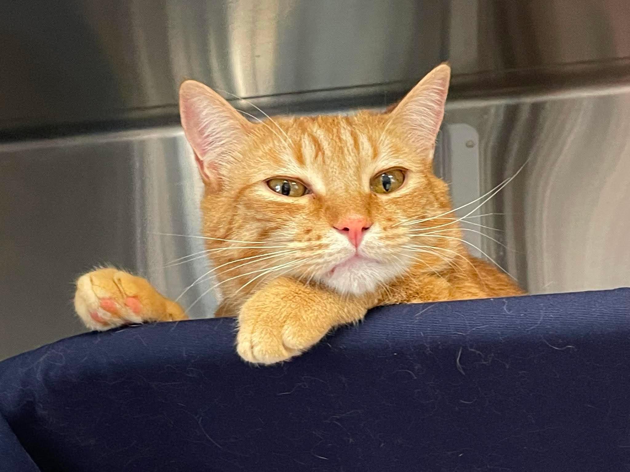 Enlarge Monarch and Autumn, a ADOPTABLE Domestic Short Hair in Medford, OR image 1/2