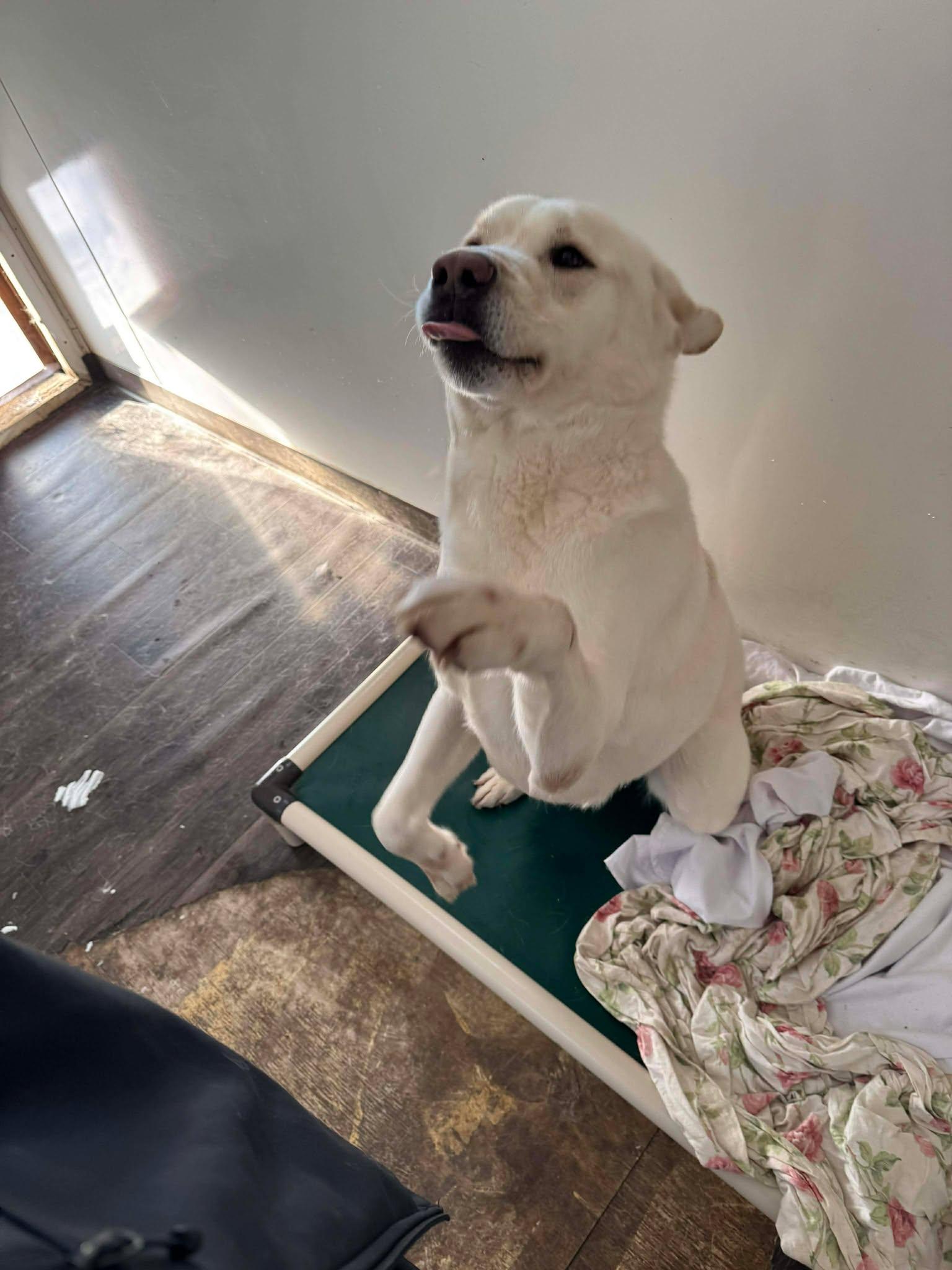 Enlarge Casper, an adopted mixed breed in Heuvelton, NY image 5/6