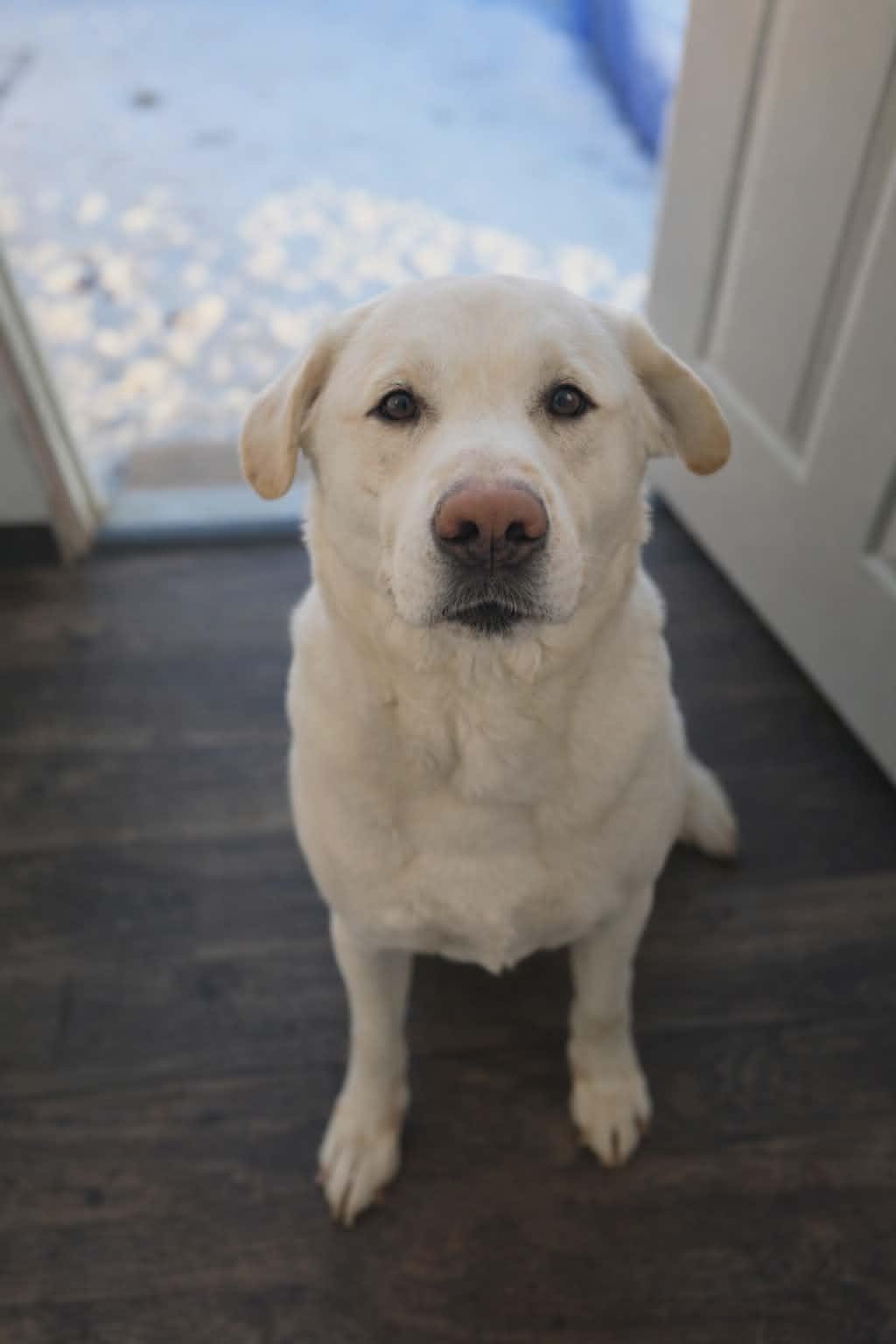 Enlarge Casper, an adopted mixed breed in Heuvelton, NY image 1/6