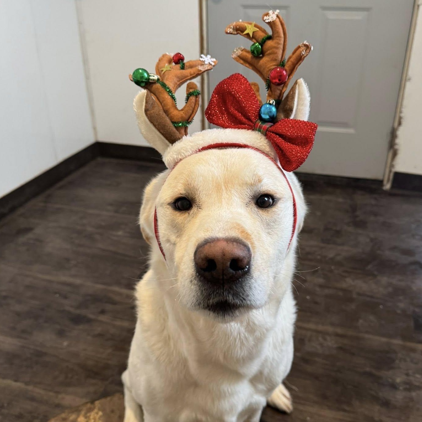 Enlarge Casper, a ADOPTABLE mixed breed in Heuvelton, NY image 1/1