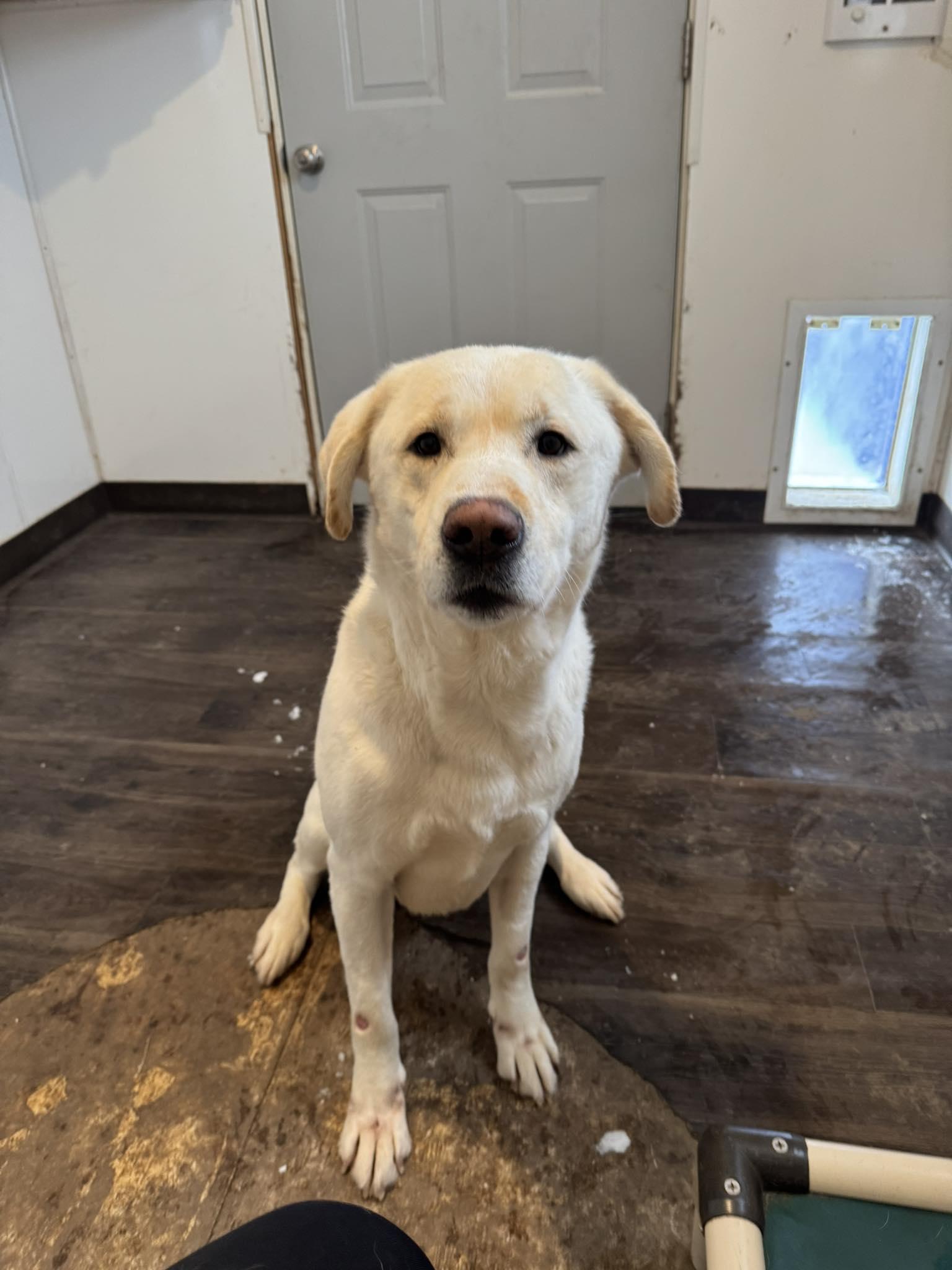 Enlarge Casper, an adopted mixed breed in Heuvelton, NY image 3/6