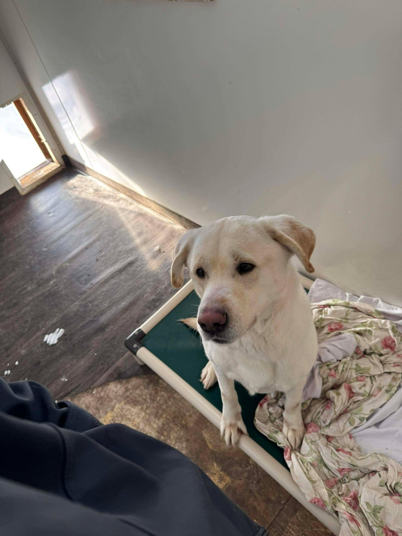 Enlarge Casper, an adopted mixed breed in Heuvelton, NY image 6/6