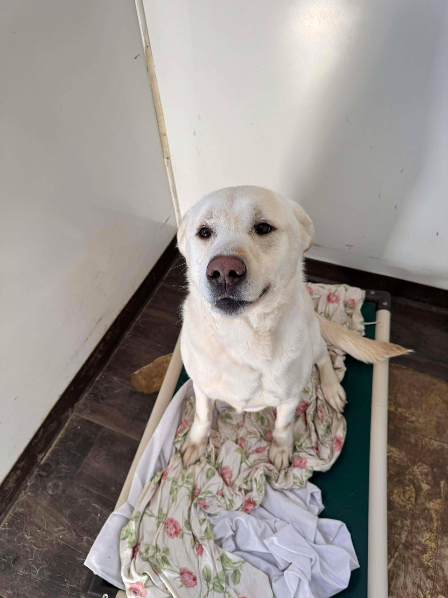 Enlarge Casper, an adopted mixed breed in Heuvelton, NY image 4/6