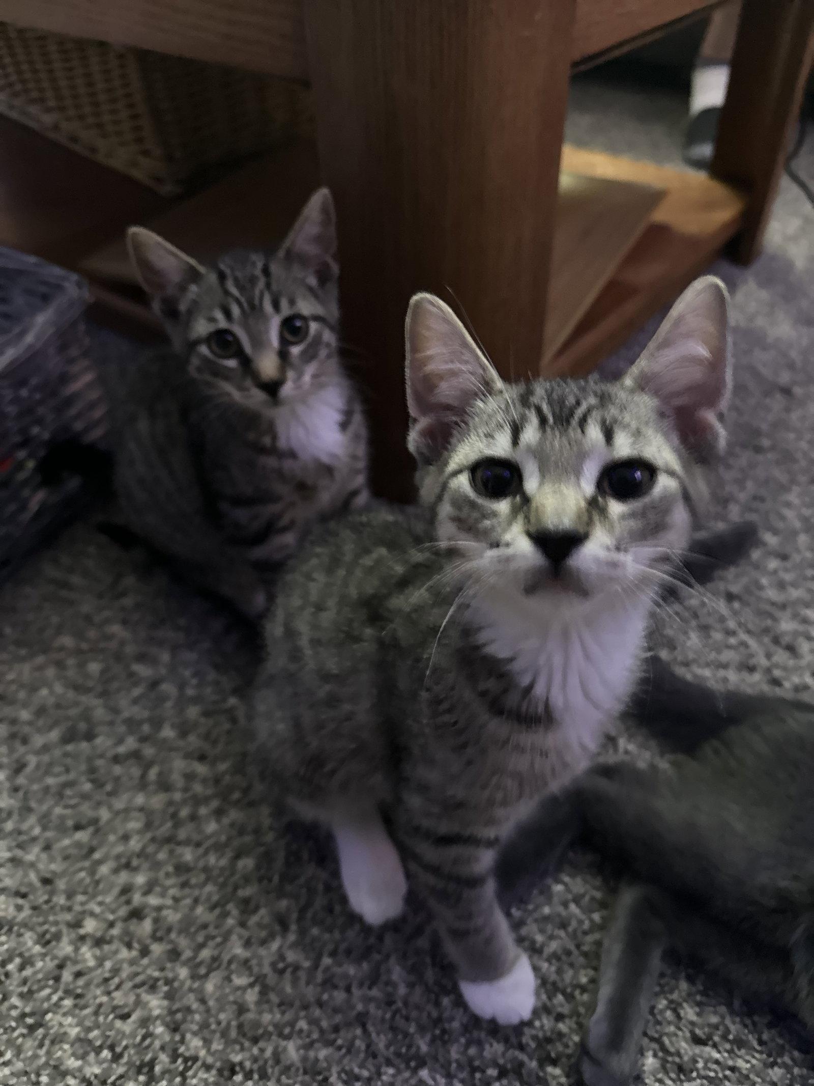 Eg Litter Pinto, Adoptable, Kitten Female Domestic Short Hair.