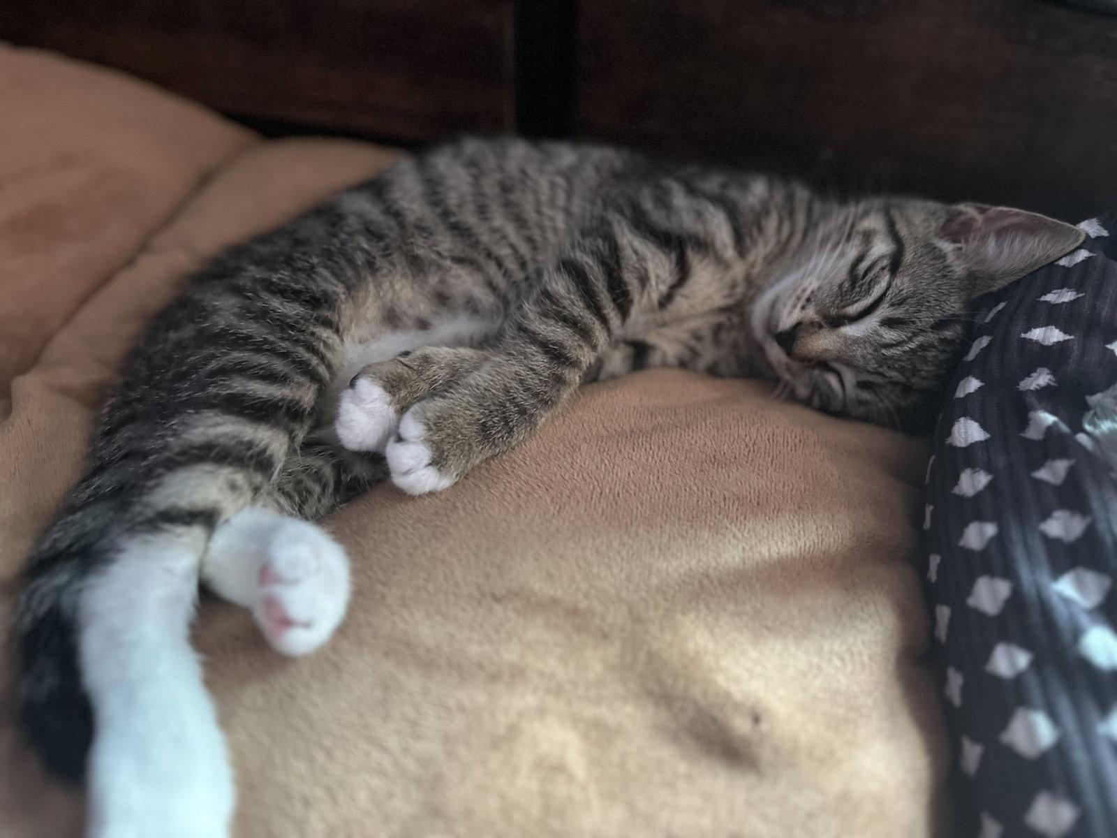 Eg Litter Pinto, a Adoptable Domestic Short Hair in Livonia, MI image 2/3