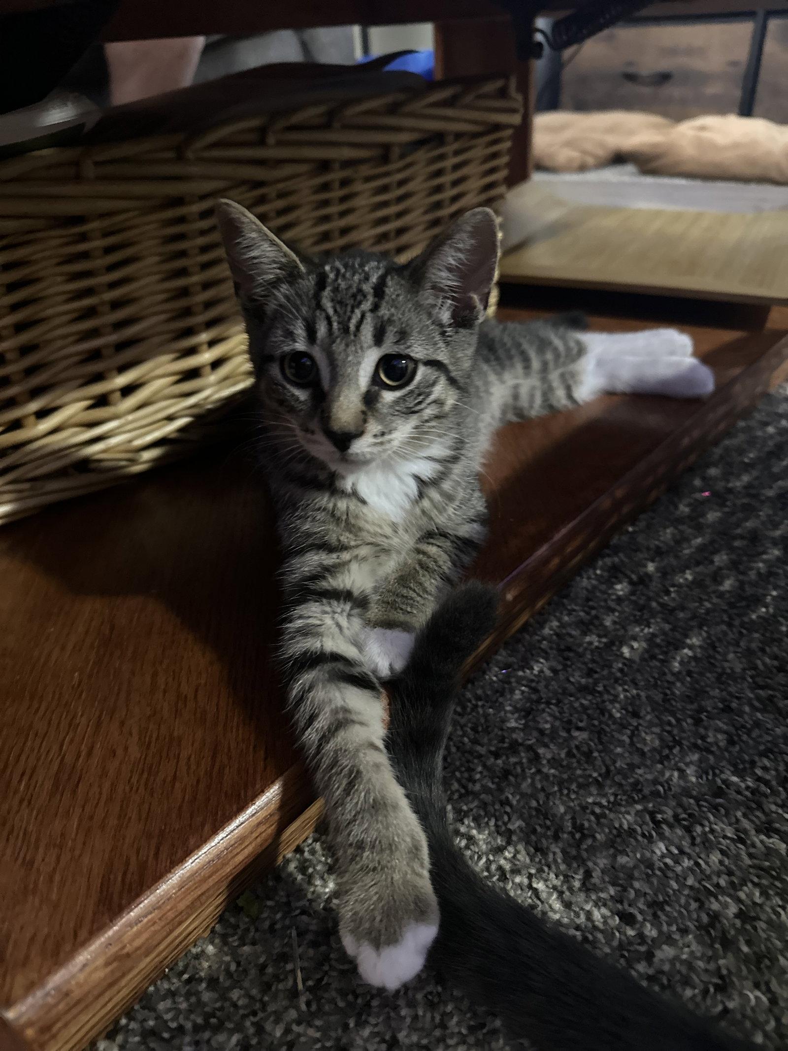 Eg Litter Pinto, a Adoptable Domestic Short Hair in Livonia, MI image 3/3