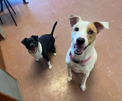 Jazzy (Bonded w/ Nina)