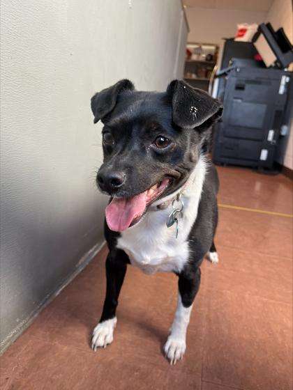 Jazzy (Bonded w/ Nina) — thumbnail 2