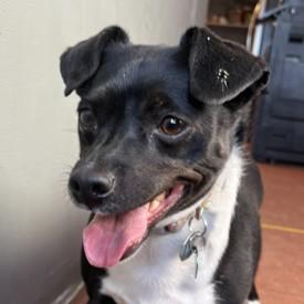 Jazzy (Bonded w/ Nina) — thumbnail 3