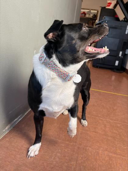 Jazzy (Bonded w/ Nina) — thumbnail 4