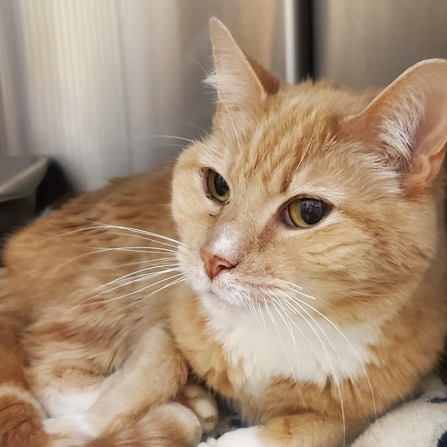 FLUFFY, adoptable, Adult Male Domestic Short Hair.