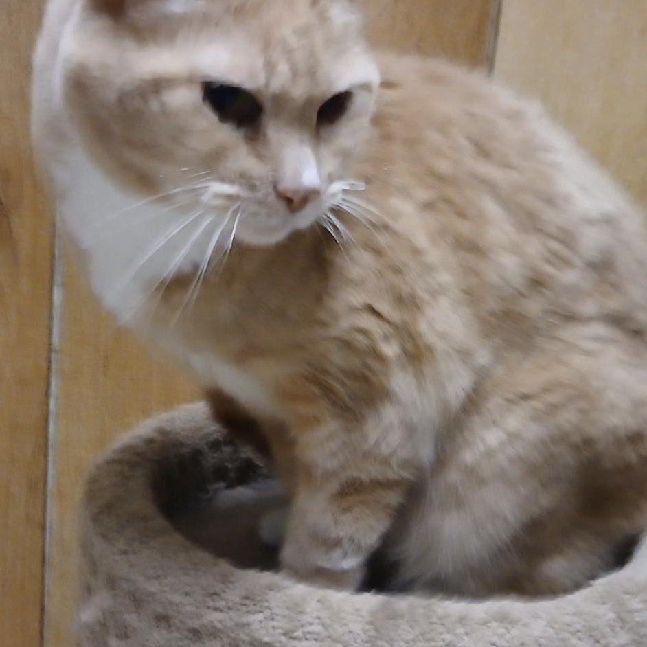 Enlarge FLUFFY, an adoptable Domestic Short Hair in Spokane, WA image 2/2