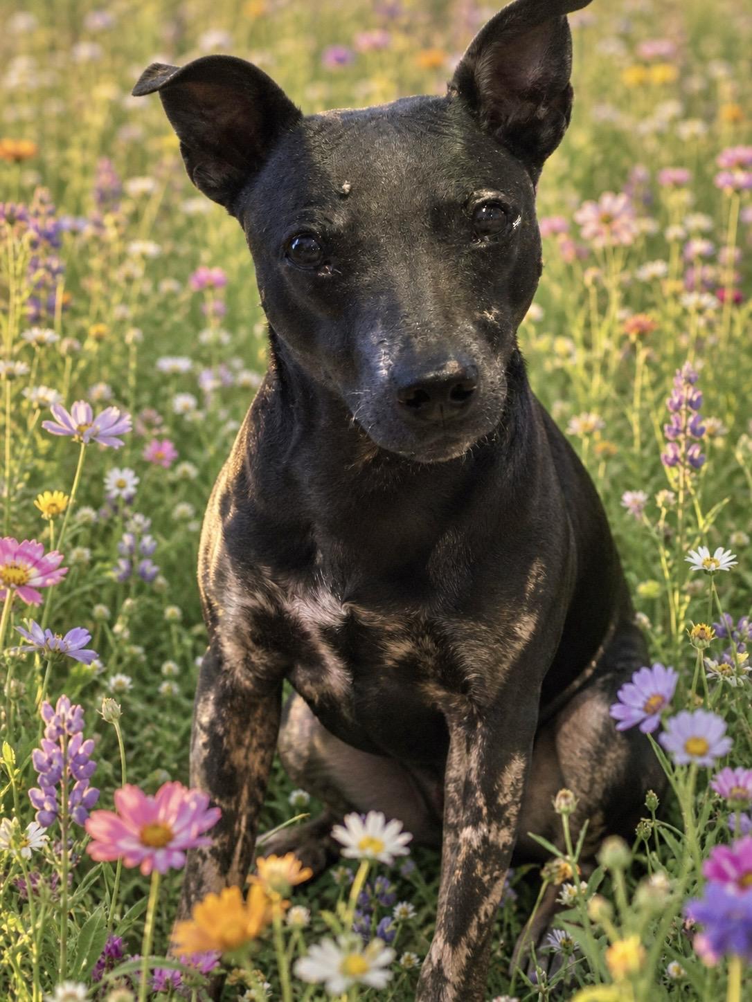Cocoa, a ADOPTABLE Xoloitzcuintli / Mexican Hairless in warrenville, SC image 1/5