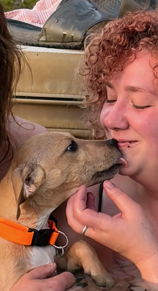 Enlarge Gia, a Adopted mixed breed in Evergreen, CO image 1/3