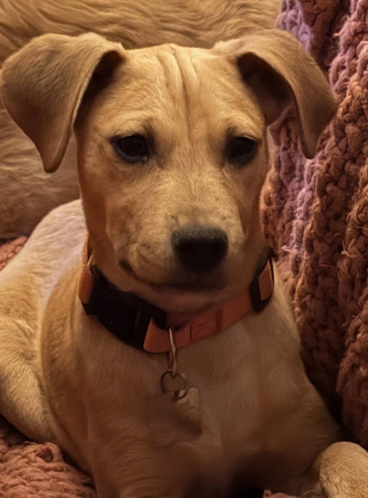 Enlarge Gia, a Adopted mixed breed in Evergreen, CO image 2/3