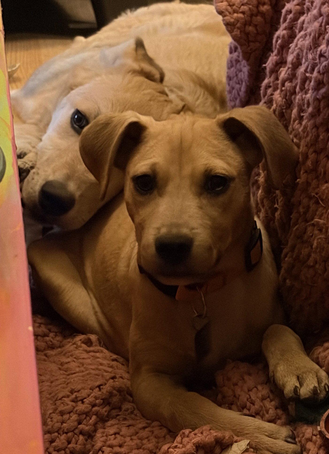 Enlarge Gia, a Adopted mixed breed in Evergreen, CO image 3/3