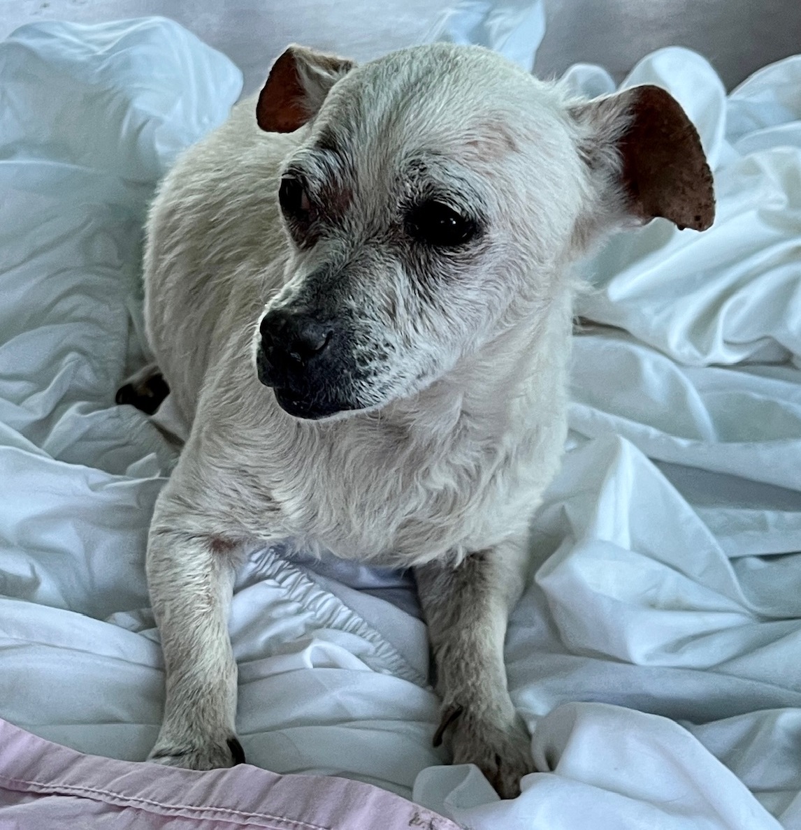 Dog for adoption Abbi, a Chiweenie in Creston, CA Petfinder