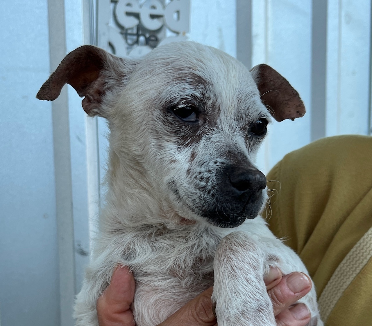 Dog for adoption Abbi, a Chiweenie in Creston, CA Petfinder