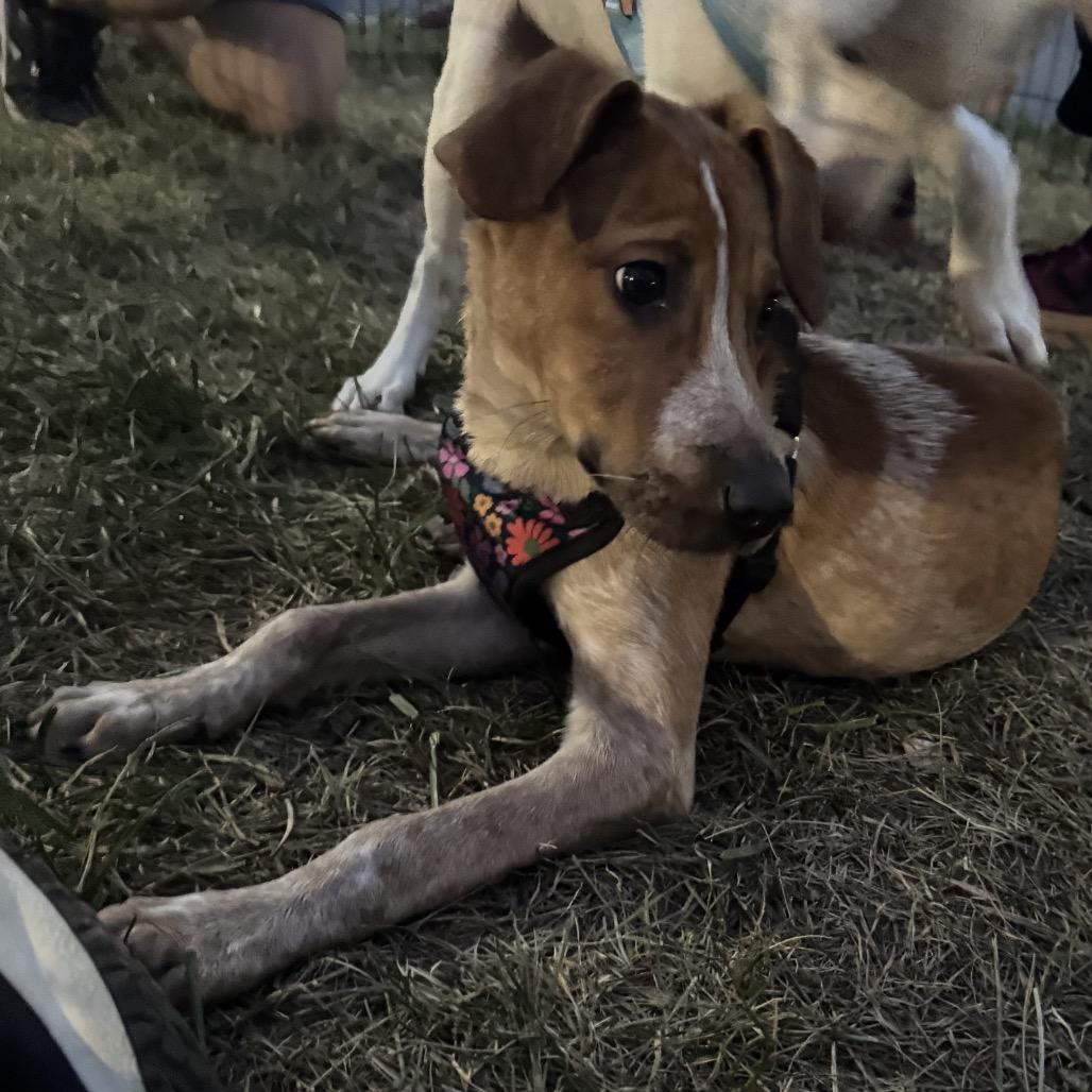Cia, Adoptable, Puppy Female Labrador Retriever.
