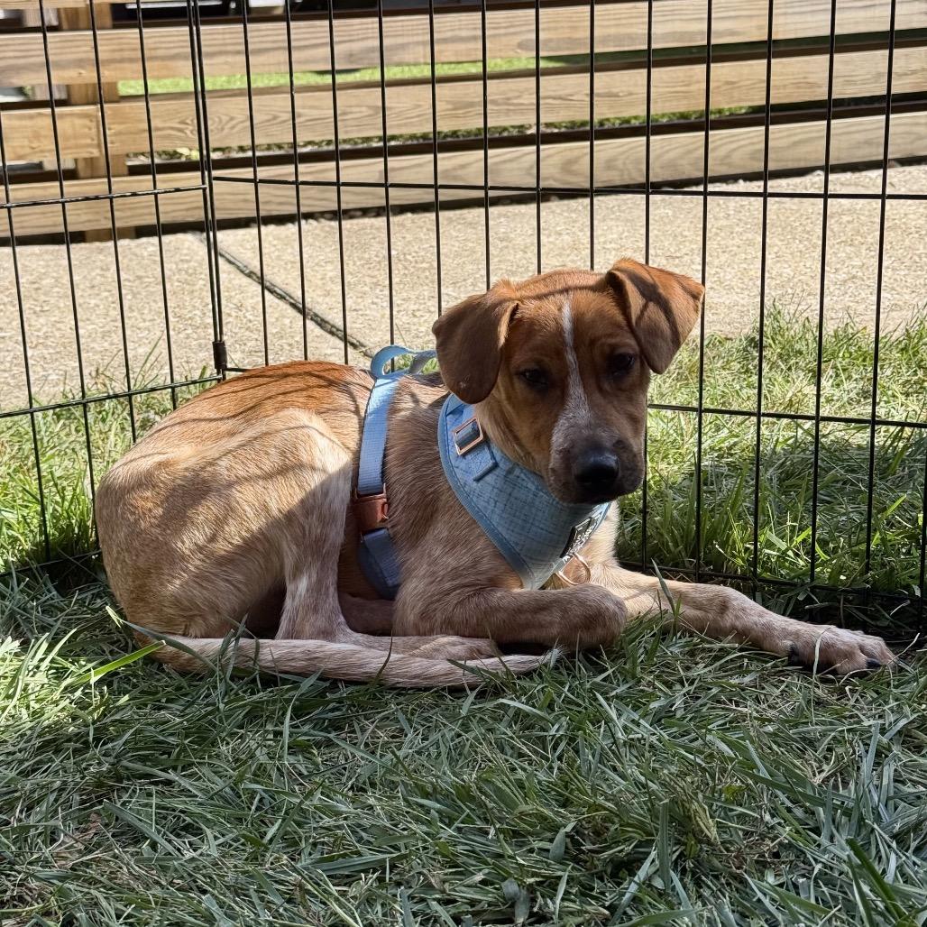 Enlarge Cia, a Adoptable Labrador Retriever in Pasadena , MD image 2/5