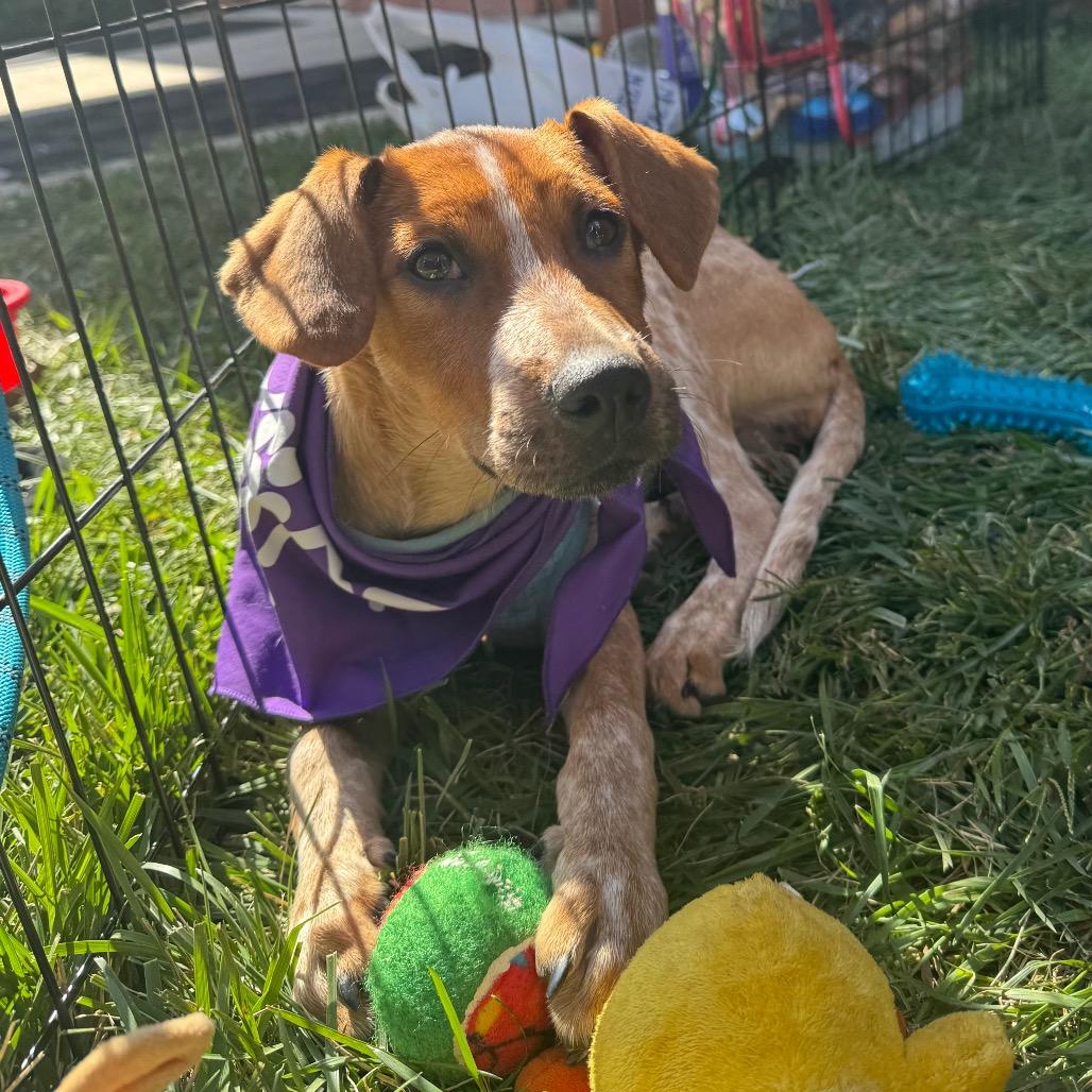 Enlarge Cia, a Adoptable Labrador Retriever in Pasadena , MD image 5/5