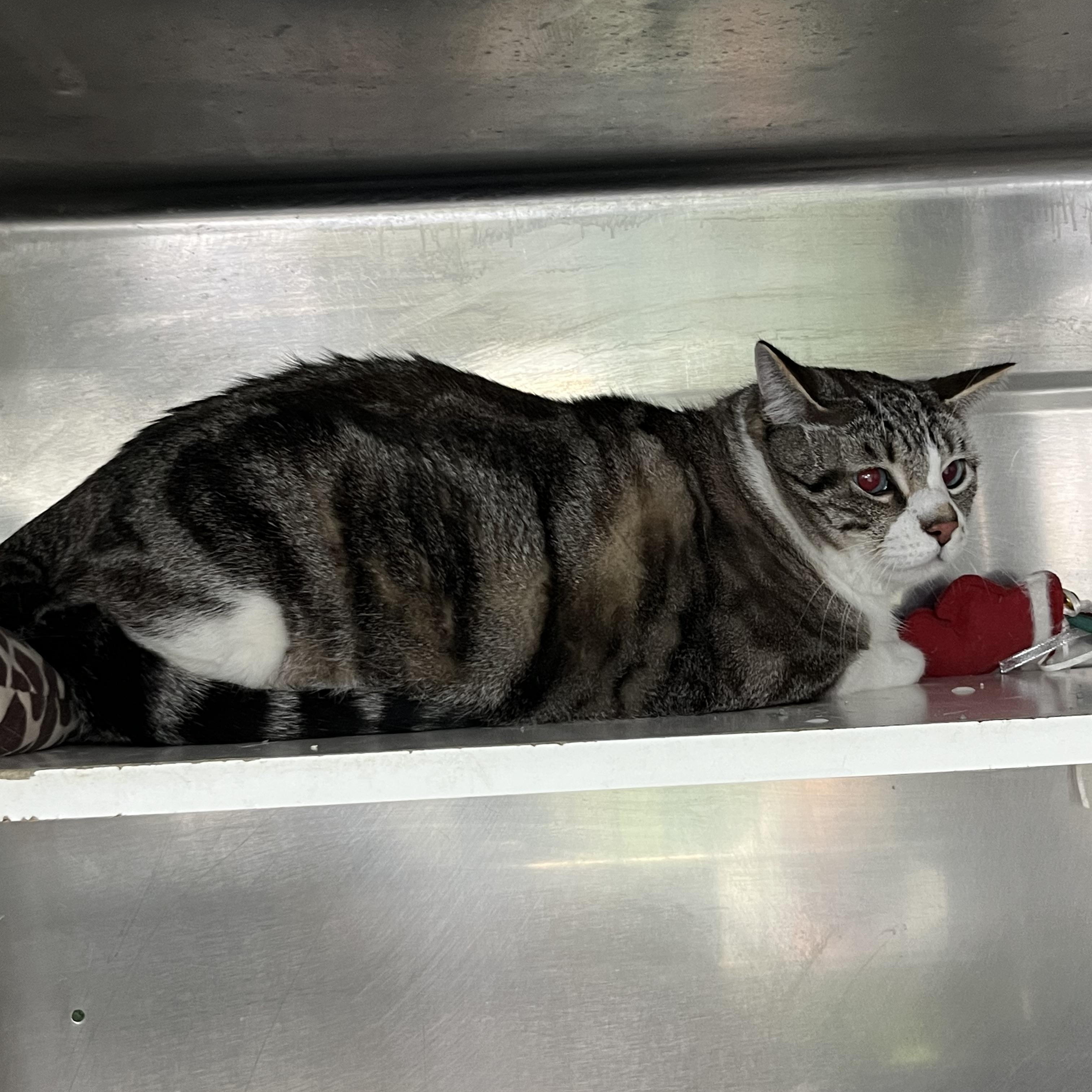 Enlarge Olaf, an adopted Tabby in Pompton Plains, NJ image 1/2