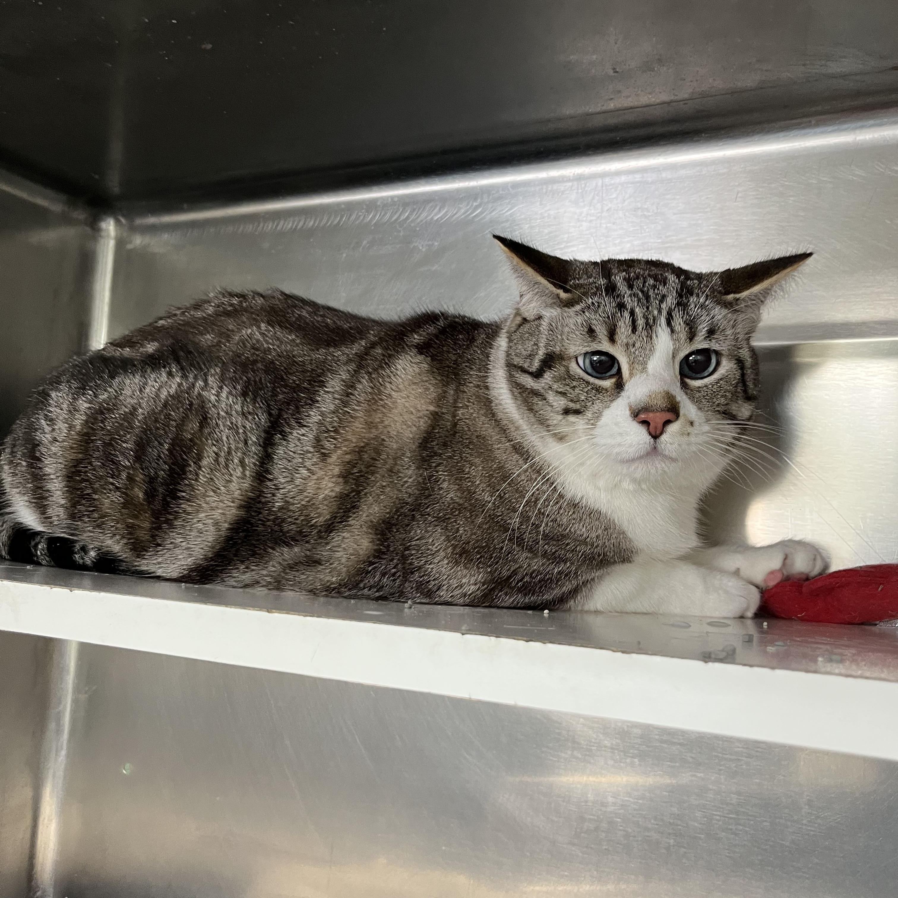 Enlarge Olaf, an adopted Tabby in Pompton Plains, NJ image 2/2