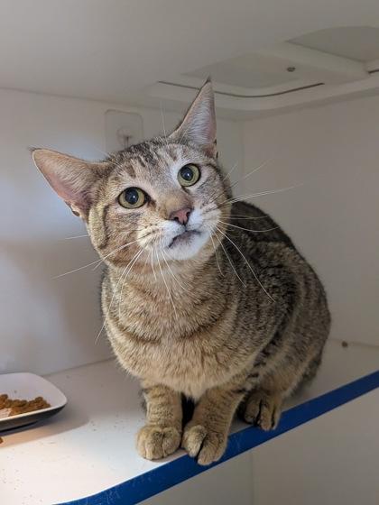 Peep, Adoptable, Young Male Domestic Short Hair & Domestic Short Hair.