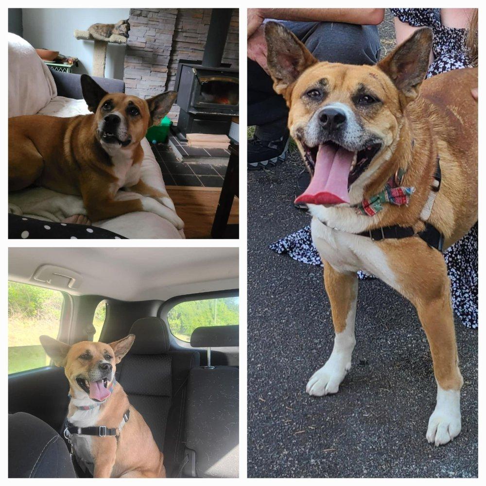 Sable, Adult Female Boxer