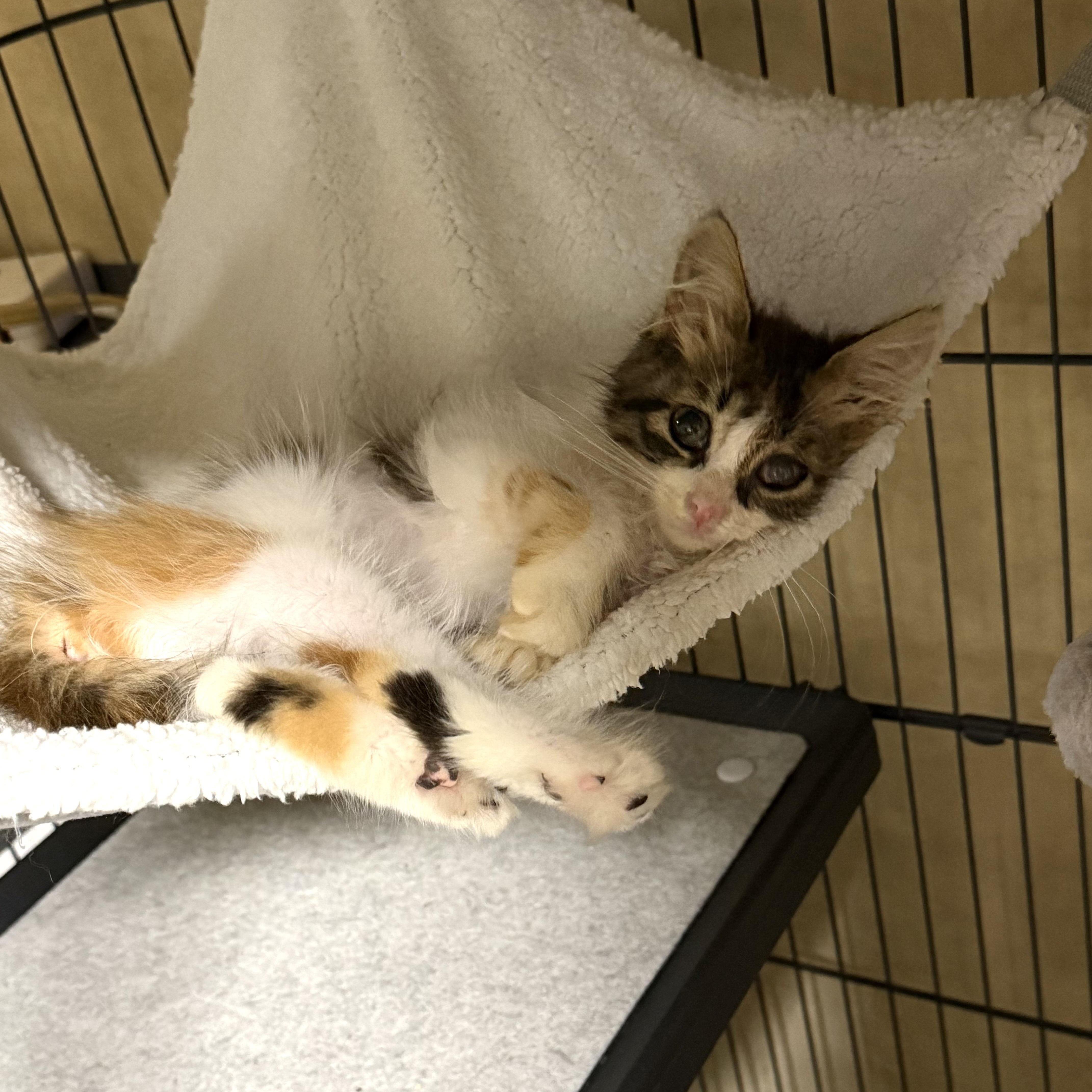 Enlarge Lacey, a Adoptable mixed breed in Rochester Hills, MI image 2/5