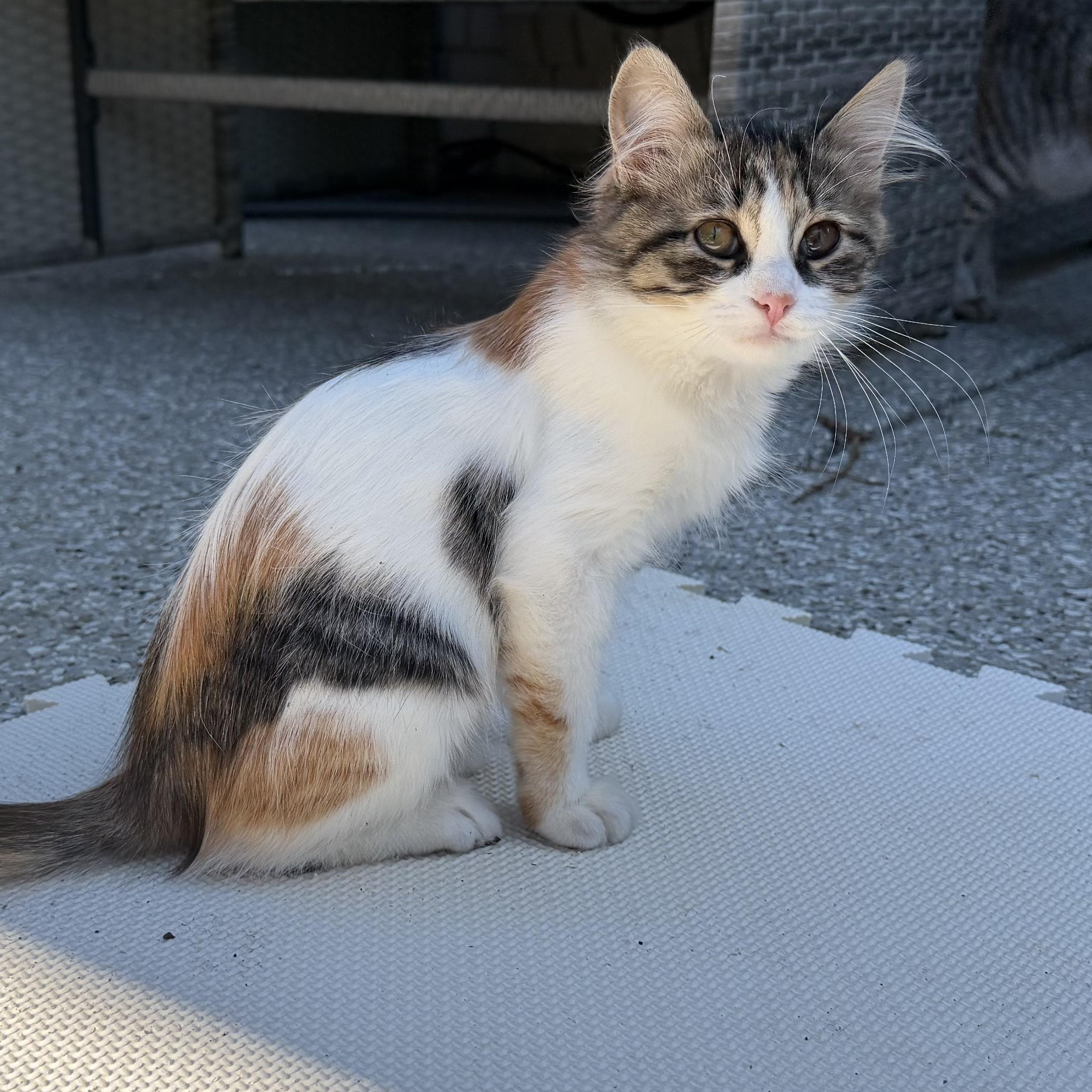 Enlarge Lacey, a Adoptable mixed breed in Rochester Hills, MI image 1/5